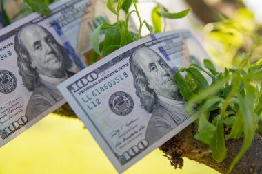 Bir Ağaçta Büyüyen 100 Dolarlık Faturalar Finansal Büyüme ve Zenginlik Konsepti