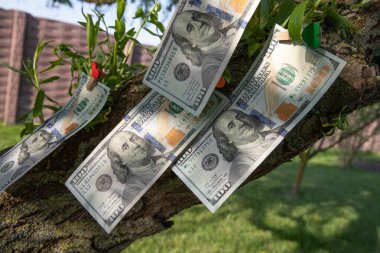 Bir Ağaçta Büyüyen 100 Dolarlık Faturalar Finansal Büyüme ve Zenginlik Konsepti