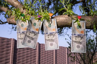 Bir Ağaçta Büyüyen 100 Dolarlık Faturalar Finansal Büyüme ve Zenginlik Konsepti
