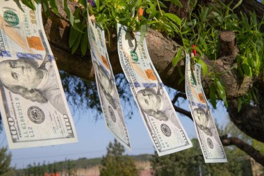 Bir Ağaçta Büyüyen 100 Dolarlık Faturalar Finansal Büyüme ve Zenginlik Konsepti