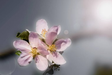 Narin Elma Çiçeği, güneşli bir bahar gününde Yumuşak Pembe Çiçeklerle Çiçeklenen Çiçek Dalının yakın planında.