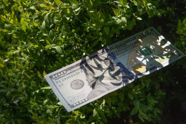 Yeşil Yapraklar Arasında 100 Dolarlık Yasa Tasarısı Zenginlik, Finansal Büyüme ve Eko Yatırım Konsepti