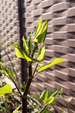 Bahçedeki ağaçta yeşil yapraklar
