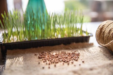 Mikroyeşiller Doğal Kumaş Tohumları ile Tepside Büyüyor. Sağlıklı Yeme, Organik Çiftçilik ve Çevre dostu yaşam tarzı kavramı.