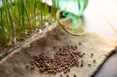Organik filizlenme tohumları ve taze mikroçimler, sağlıklı beslenme kavramı, eko yaşam tarzı ve sürdürülebilir gıda
