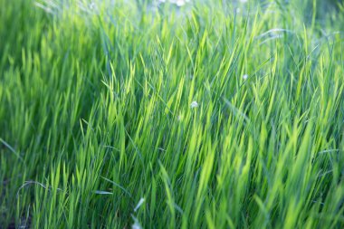 Toprakta yetişen yeşil çimenler, yakın plan doğal çevre.
