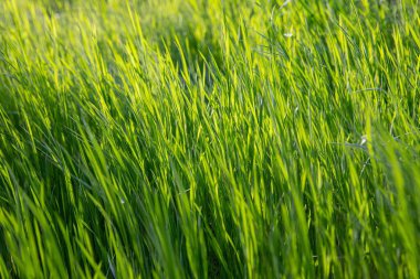 Toprakta yetişen yeşil çimenler, yakın plan doğal çevre.