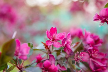 İlkbaharda ağaç dalında pembe çiçek açar, çiçekli arka planda yakın plan.