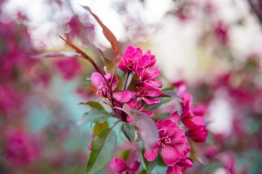 İlkbaharda ağaç dalında pembe çiçek açar, çiçekli arka planda yakın plan.