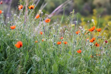 Yeşil çayırda açan Vahşi Kırmızı Gelincikler