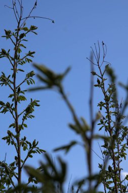 Taze tomurcukları olan bahar ağacı dalları beyaz bulutlu mavi gökyüzüne karşı. Doğaya yakın çekim ilkbaharın başlarında uyanır..