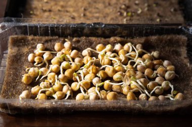 Hindistan cevizi lifinden filizlenen mikro yeşiller, erken büyüme aşamasındaki genç yeşil filizlerin üst görüntüsü.