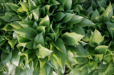 Verimli yeşil hosta yapraklarının güneş ışığında en üst görünümü, eko ve bahçe tasarımı için doğal bitki yeşilliği arka planı