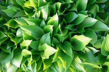 Verimli yeşil hosta yapraklarının güneş ışığında en üst görünümü, eko ve bahçe tasarımı için doğal bitki yeşilliği arka planı