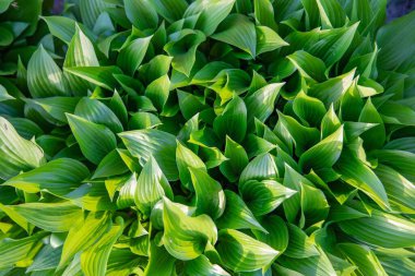 Verimli yeşil hosta yapraklarının güneş ışığında en üst görünümü, eko ve bahçe tasarımı için doğal bitki yeşilliği arka planı
