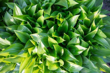 Verimli yeşil hosta yapraklarının güneş ışığında en üst görünümü, eko ve bahçe tasarımı için doğal bitki yeşilliği arka planı