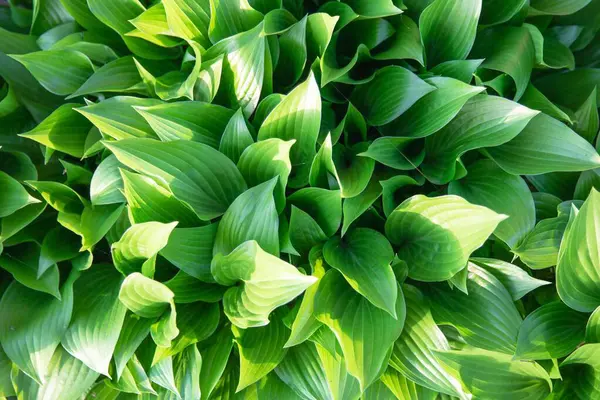 Verimli yeşil hosta yapraklarının güneş ışığında en üst görünümü, eko ve bahçe tasarımı için doğal bitki yeşilliği arka planı
