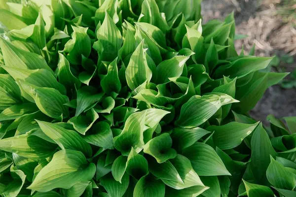 Verimli yeşil hosta yapraklarının güneş ışığında en üst görünümü, eko ve bahçe tasarımı için doğal bitki yeşilliği arka planı