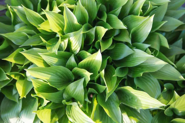 Verimli yeşil hosta yapraklarının güneş ışığında en üst görünümü, eko ve bahçe tasarımı için doğal bitki yeşilliği arka planı