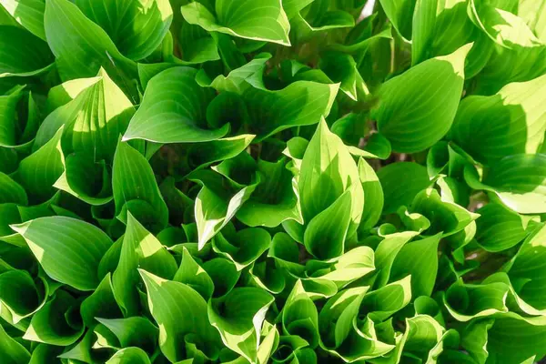 Verimli yeşil hosta yapraklarının güneş ışığında en üst görünümü, eko ve bahçe tasarımı için doğal bitki yeşilliği arka planı