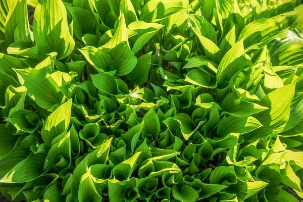 Verimli yeşil hosta yapraklarının güneş ışığında en üst görünümü, eko ve bahçe tasarımı için doğal bitki yeşilliği arka planı