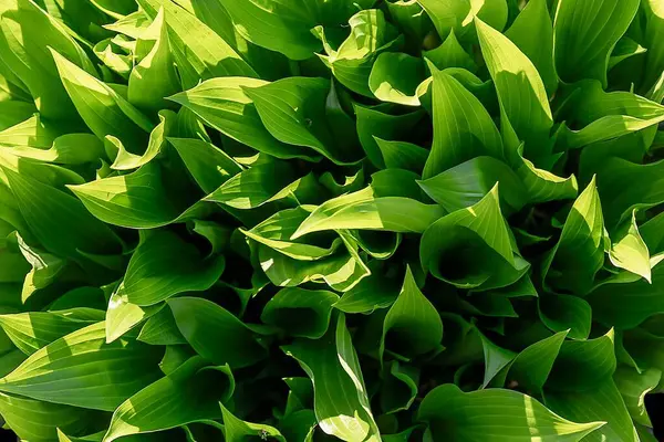 Verimli yeşil hosta yapraklarının güneş ışığında en üst görünümü, eko ve bahçe tasarımı için doğal bitki yeşilliği arka planı