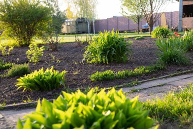 Gün batımında bahçedeki bahçesinde ev sahibi çalıları ve diğer bitkilerle dolu bakımlı bahçe yatakları.
