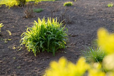 Gün batımında bahçedeki bahçesinde ev sahibi çalıları ve diğer bitkilerle dolu bakımlı bahçe yatakları.