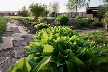 Gün batımında bahçedeki bahçesinde ev sahibi çalıları ve diğer bitkilerle dolu bakımlı bahçe yatakları.