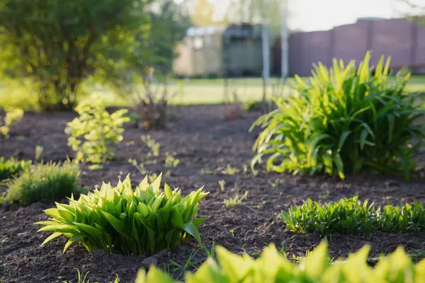 Gün batımında bahçedeki bahçesinde ev sahibi çalıları ve diğer bitkilerle dolu bakımlı bahçe yatakları.