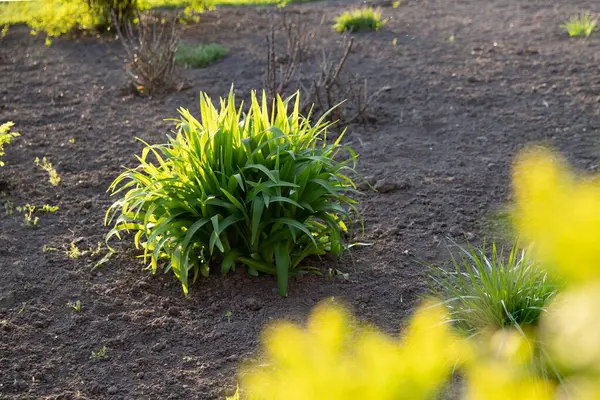Gün batımında bahçedeki bahçesinde ev sahibi çalıları ve diğer bitkilerle dolu bakımlı bahçe yatakları.
