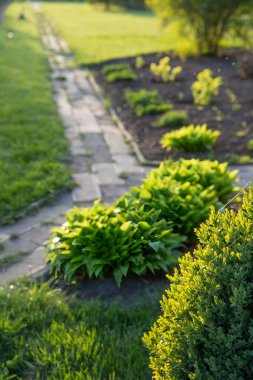 Çiçekli yeşil bitkiler ve taze toprakla dolu bahar bahçesi yolu.