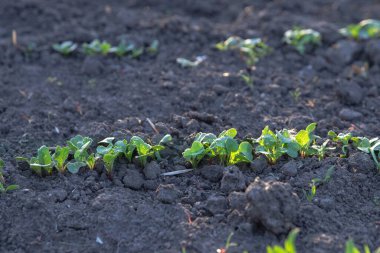Bahar bahçesindeki verimli topraktan filizlenen taze yeşil fideler.