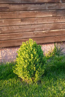 Sunny Backyard Garden 'daki tahta duvarın yakınındaki çimenlikte yuvarlak yeşil çalılıklar.
