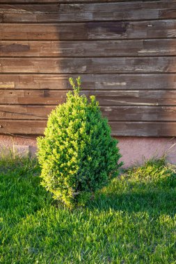 Sunny Backyard Garden 'daki tahta duvarın yakınındaki çimenlikte yuvarlak yeşil çalılıklar.