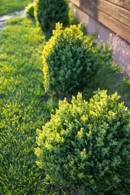 Sunny Backyard Garden 'daki tahta duvarın yakınındaki çimenlikte yuvarlak yeşil çalılıklar.