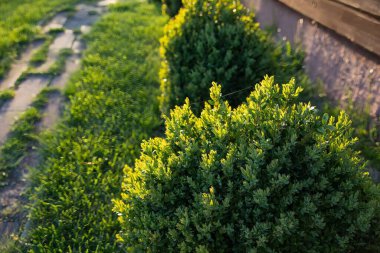 Sunny Backyard Garden 'daki tahta duvarın yakınındaki çimenlikte yuvarlak yeşil çalılıklar.