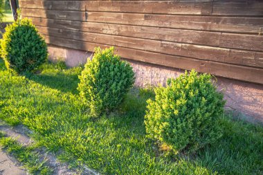 Sunny Backyard Garden 'daki tahta duvarın yakınındaki çimenlikte yuvarlak yeşil çalılıklar.