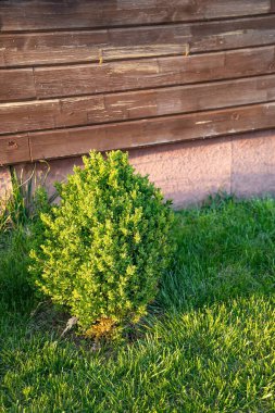 Sunny Backyard Garden 'daki tahta duvarın yakınındaki çimenlikte yuvarlak yeşil çalılıklar.