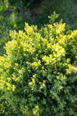 Sunny Backyard Garden 'daki tahta duvarın yakınındaki çimenlikte yuvarlak yeşil çalılıklar.