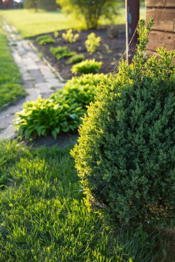 Sunny Backyard Garden 'daki tahta duvarın yakınındaki çimenlikte yuvarlak yeşil çalılıklar.