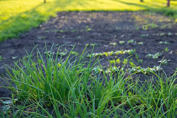 Bahar bahçesindeki verimli topraktan filizlenen taze yeşil fideler.