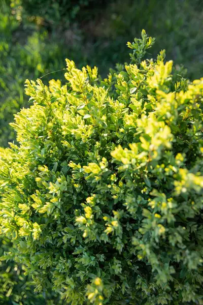 Sunny Backyard Garden 'daki tahta duvarın yakınındaki çimenlikte yuvarlak yeşil çalılıklar.