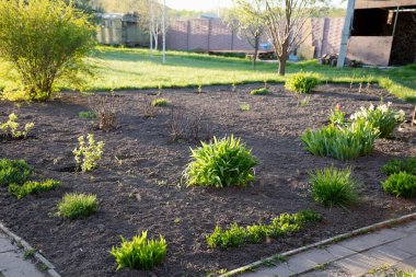 Taze ekilmiş çiçek yatakları ve genç yeşil bitkileri olan bahar bahçesi, özel arka bahçesi için peyzaj tasarımı.