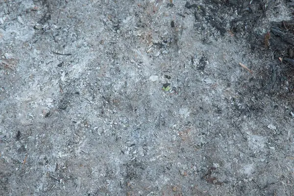Kül kaplı yer dokusu yanmış toprak ve gri kül yüzeyi.