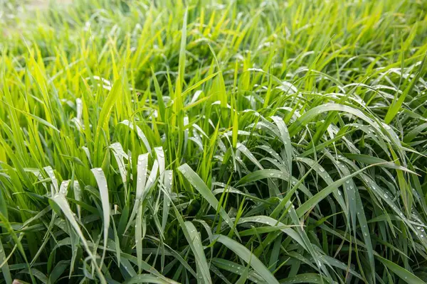 Sabah Işığında Çiy Damlalarıyla Taze Yeşil Çimen