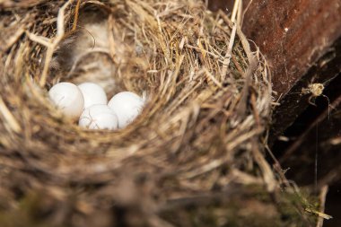 Beş beyaz yumurtalı bir kuş yuvasına yakın çekim. Doğal yaşam alanı ve vahşi hayatta üreme. İlkbahar, yaşam, koruma ve annelik kavramı..