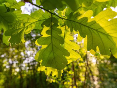 Bahar ormanında yumuşak güneş ışığıyla genç yeşil bir dal