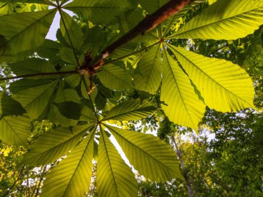Bahar ormanında yumuşak güneş ışığıyla genç yeşil bir dal
