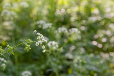 Bahar ormanlarında açan beyaz kır çiçekleri yumuşak güneş ışığıyla